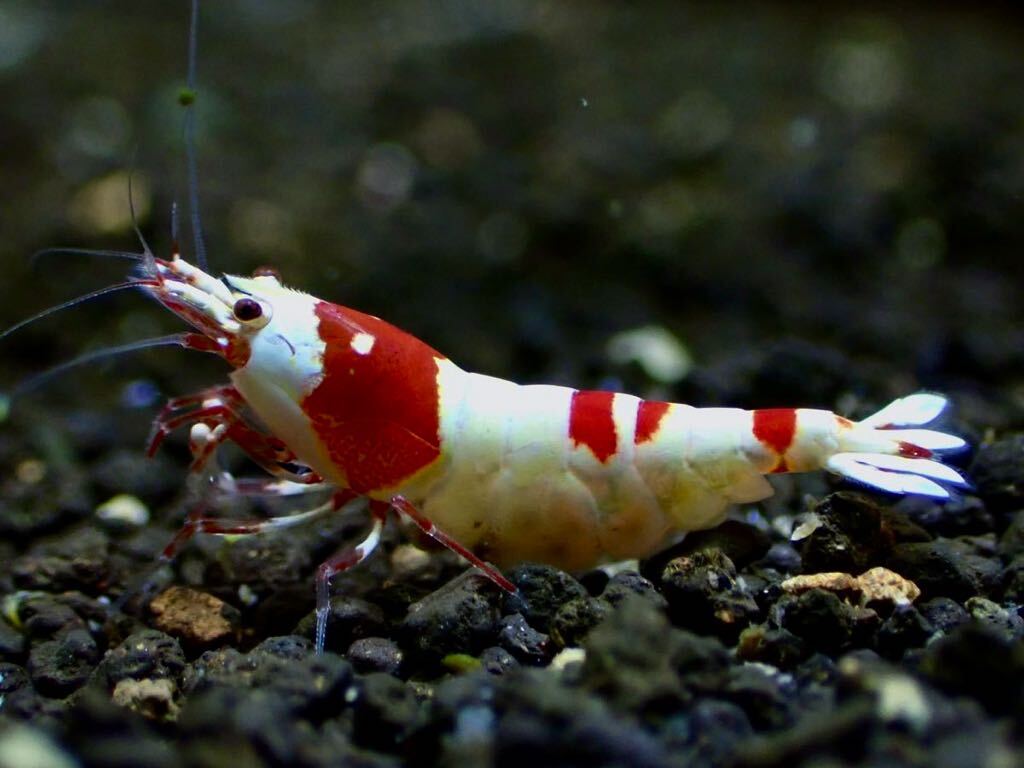 【 HY Shrimp 】レッドビーシュリンプ 雄1匹 抱卵雌2匹ノーマルグレード の画像3