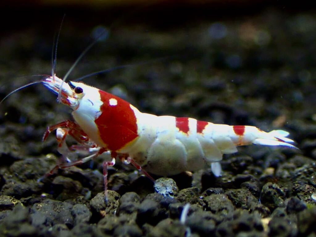 【 HY Shrimp 】レッドビーシュリンプ 雄1匹 抱卵雌2匹ノーマルグレード の画像1