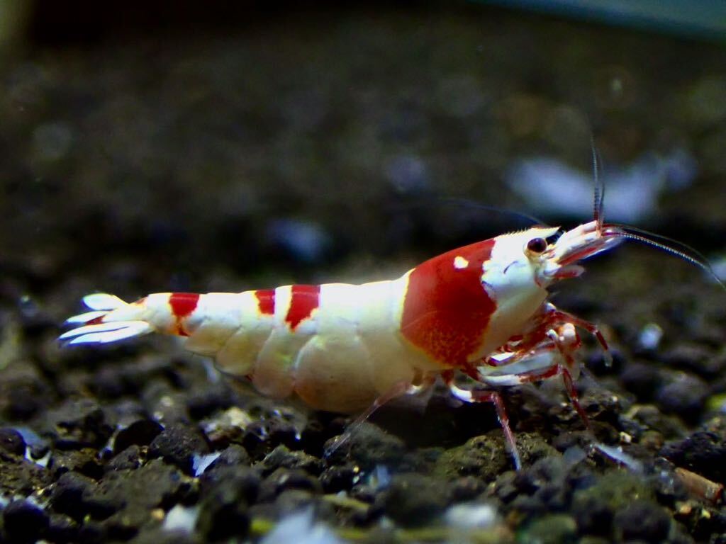 【 HY Shrimp 】レッドビーシュリンプ 雄1匹 抱卵雌2匹ノーマルグレード の画像4