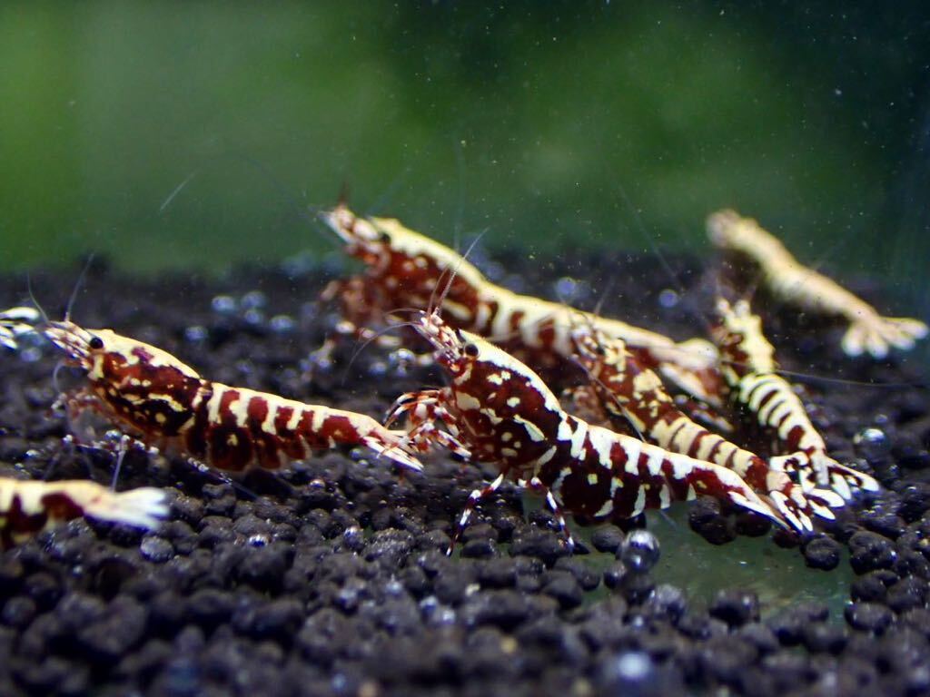 [ HY Shrimp ] red Galaxy breeding set male 2 pcs female 8 pcs (. egg 4 pcs )