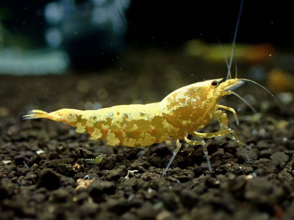 【 HY Shrimp 】ゴールドギャラクシー 1ペア 雄1匹 雌1匹の画像2