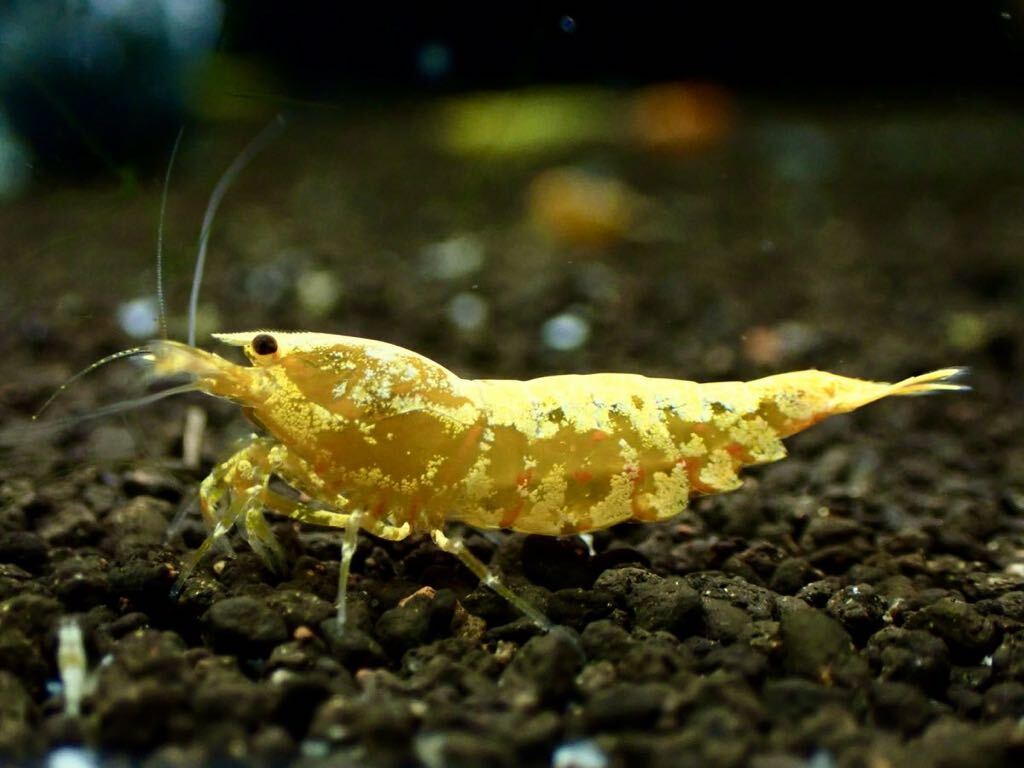 【 HY Shrimp 】ゴールドギャラクシー 1ペア 雄1匹 雌1匹の画像3