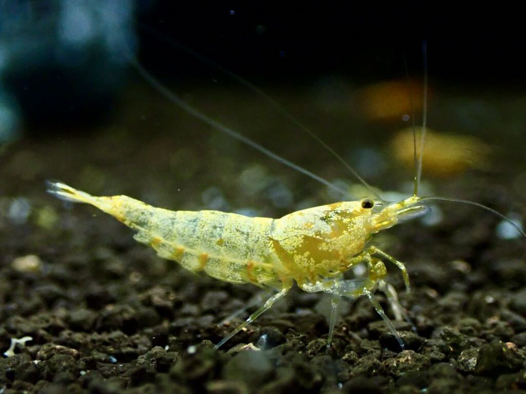 【 HY Shrimp 】ゴールドギャラクシー 1ペア 雄1匹 雌1匹の画像5