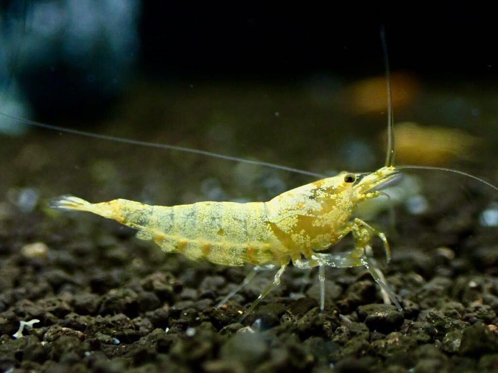 【 HY Shrimp 】ゴールドギャラクシー 1ペア 雄1匹 雌1匹の画像7
