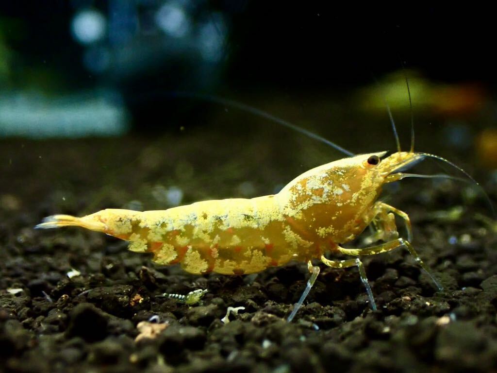 【 HY Shrimp 】ゴールドギャラクシー 1ペア 雄1匹 雌1匹の画像4