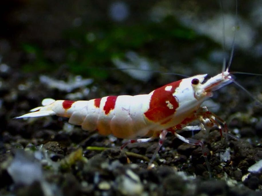 【 HY Shrimp 】レッドビーシュリンプ 雄1匹 抱卵雌2匹ノーマルグレード の画像5