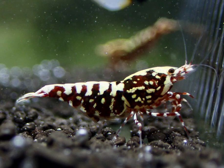 [ HY Shrimp ] red Galaxy breeding set male 2 pcs female 8 pcs (. egg 4 pcs )