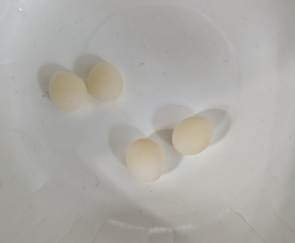 十姉妹 有精卵 卵 3つ (割れ保証として追加1つあり)食用_画像1