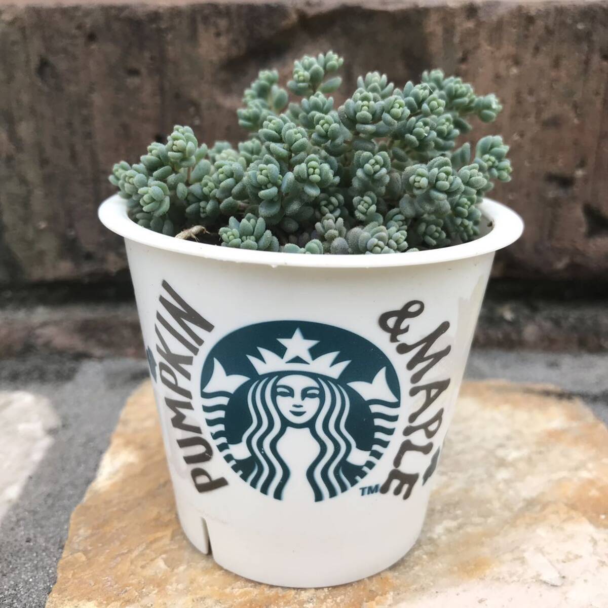 多肉植物 カット苗 セダム ブレビフォリウム　根はついています　モコモコかわいい！寄せ植え.にも!!!送料73円です_画像1