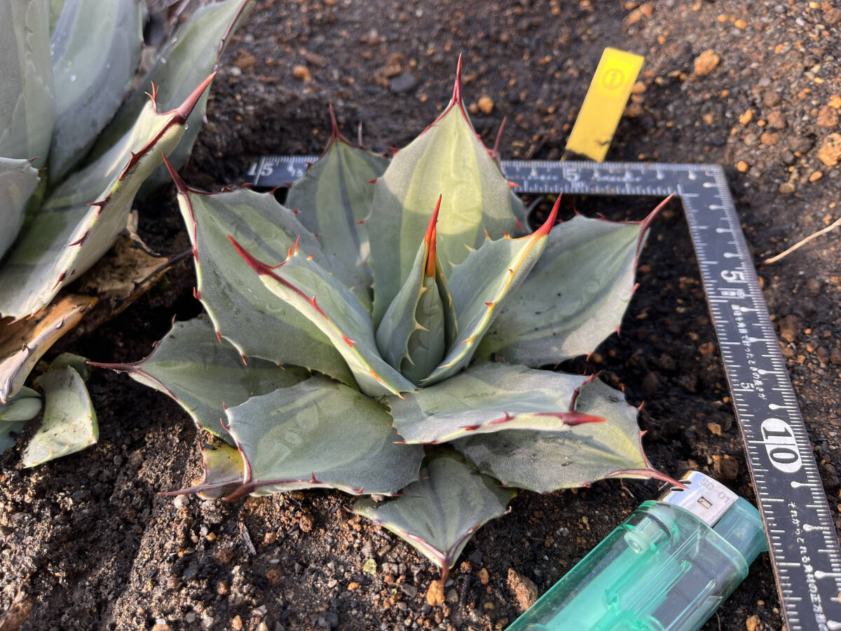 【アガベ 吉祥天錦】1  Agave parryi 班入り 抜き苗発送の画像1