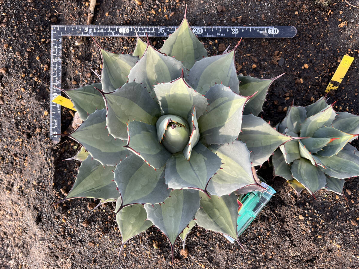 【アガベ 吉祥天錦】1  Agave parryi 班入り 抜き苗発送の画像6