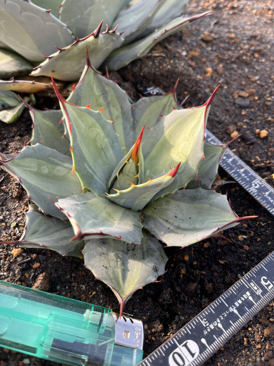 【アガベ 吉祥天錦】1  Agave parryi 班入り 抜き苗発送の画像4