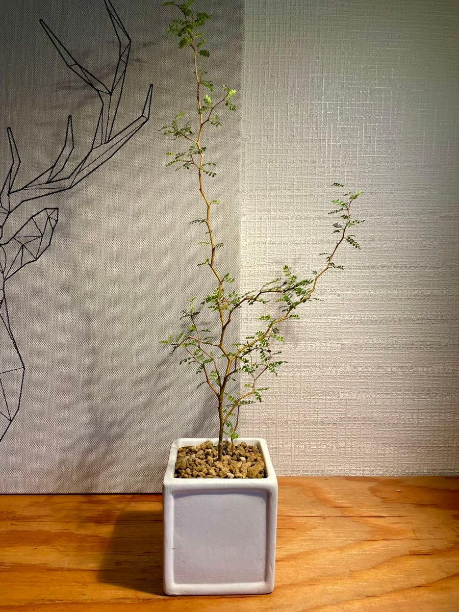 盆栽風50cm！カクカクの枝が可愛い♪メルヘンの木　鉢のまま発送！すぐ飾れます♪個性的な観葉植物