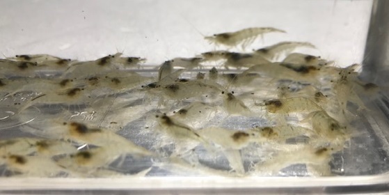 天然ミナミヌマエビ 100匹 ゆうパケットプラス 送料無料 (コケ取り メダカ アクアリウム 生き餌 )の画像3