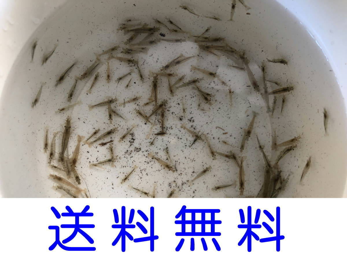 50 pcs prompt decision!mi Nami freshwater prawn 