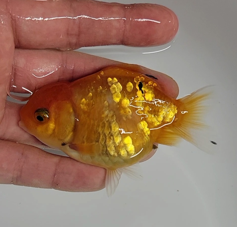 【はなはな】桜オランダST　二歳魚　オス　約8cm　(動画あり)　①_画像5