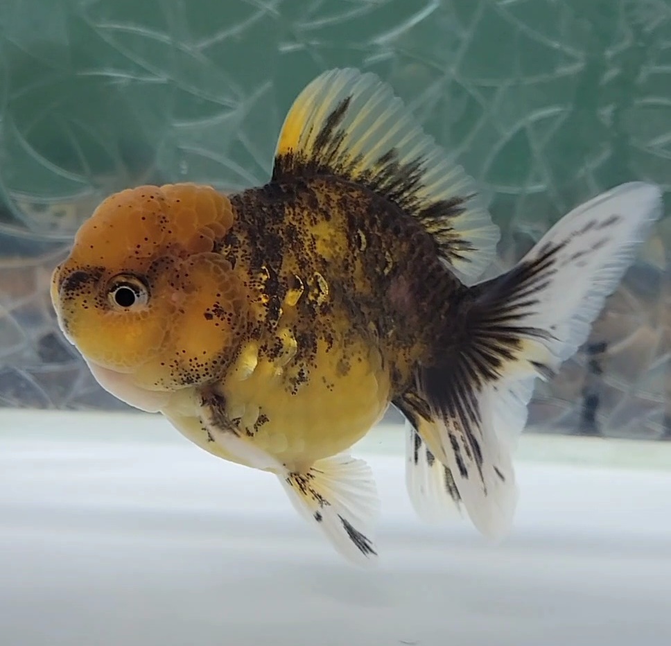 【はなはな】ローズテールオランダ　二歳魚　オス　約9.5cm　(動画あり)　①_画像3