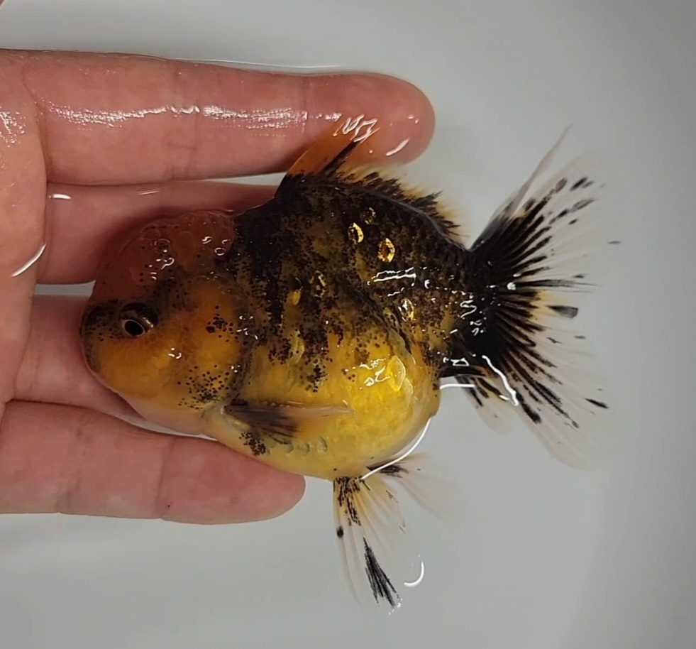 【はなはな】ローズテールオランダ　二歳魚　オス　約9.5cm　(動画あり)　①_画像5