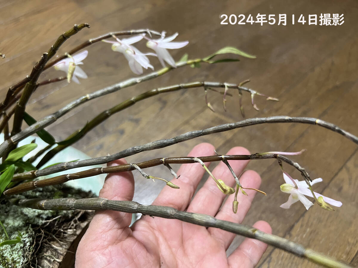  Dendrobium moniliforme камень . длина сырой орхидея сиденье kok луговые и горные травы классика садоводство растения мир орхидея натуральный. надеты сырой примерно 100. самовывоз приветствуется 