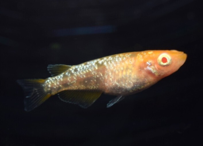 [NEXTメダカ]　ガーネット　若魚1ペア＋保証雌1　合計3匹　2か月弱の個体　　　_画像7