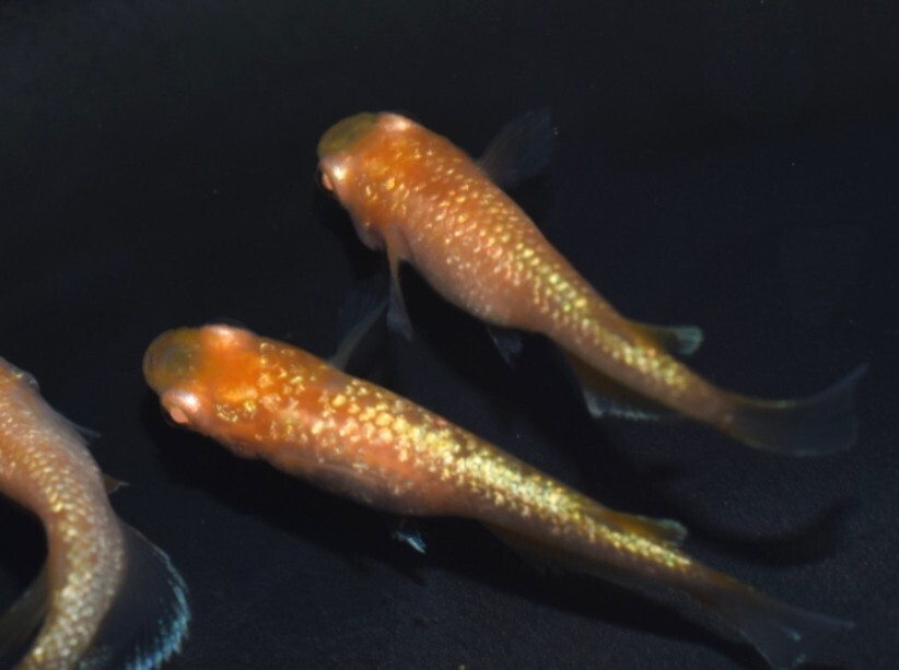 [NEXTメダカ]　ガーネット　若魚1ペア＋保証雌1　合計3匹　2か月弱の個体　　　_画像4