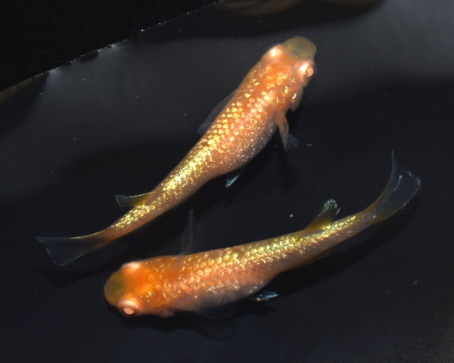 [NEXTメダカ]　ガーネット　若魚1ペア＋保証雌1　合計3匹　2か月弱の個体　　　_画像5