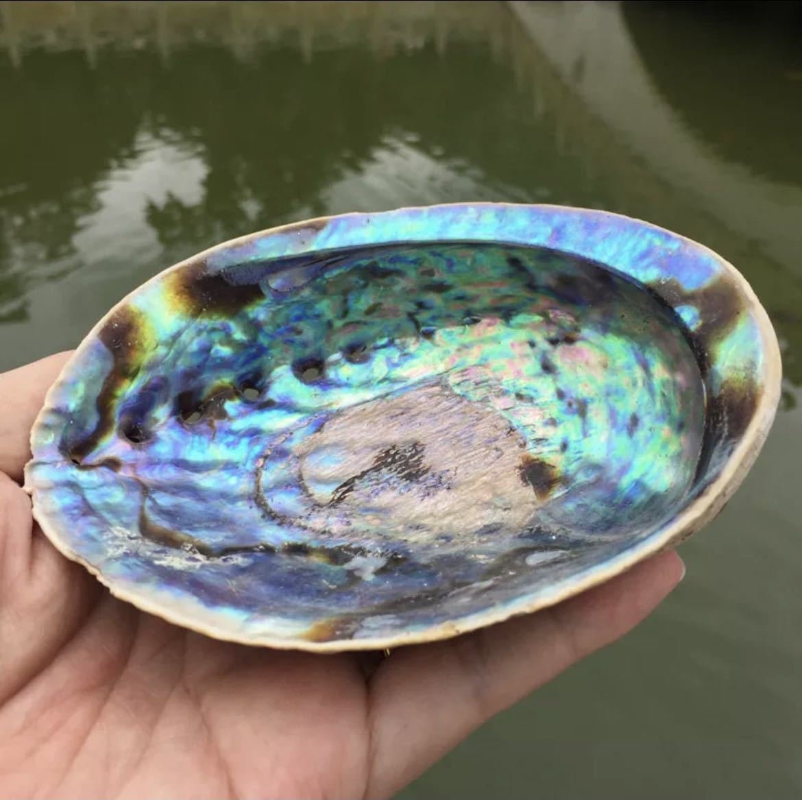  натуральный  полиэстр ... shell   ракушка   раковина моллюска   украшения    ремесло    антиквариат   изумруд   зеленый  сувенир    подарок   shell   море    красивый  BQ184