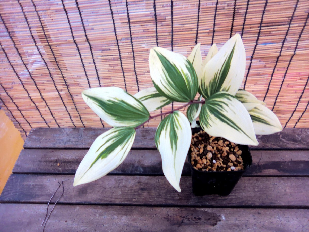 * fields and mountains grass bonsai amadokoro KYB ni type *