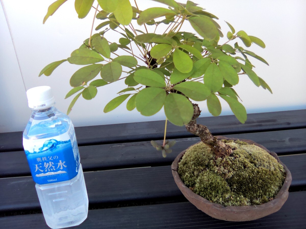 * fields and mountains grass bonsai . leaf akebi real ..*