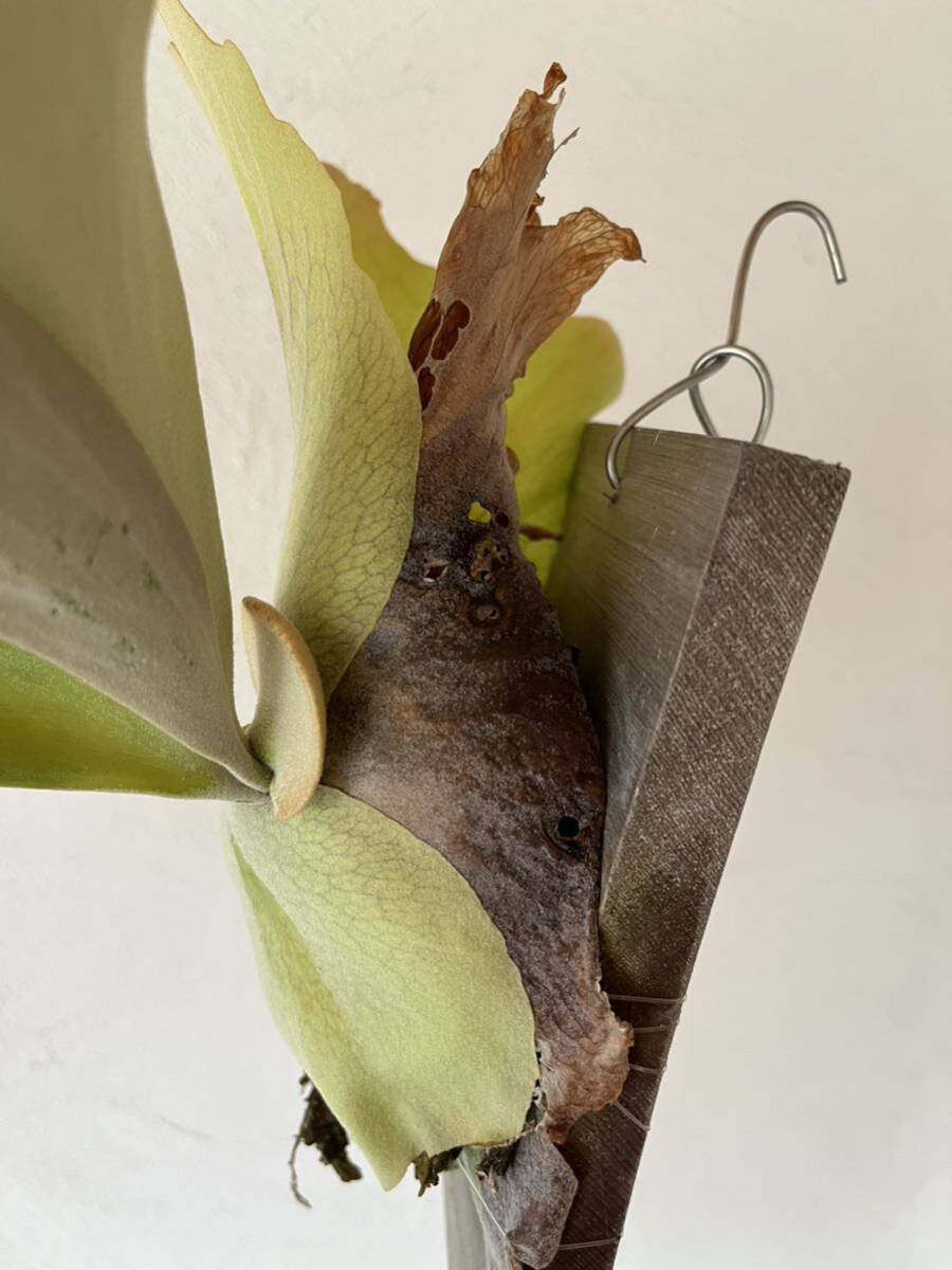 P.willinckii \'Borneo\'bo Rene o production wi Lynn key we Lynn key willinckii platycerium staghorn fern Platycerium 