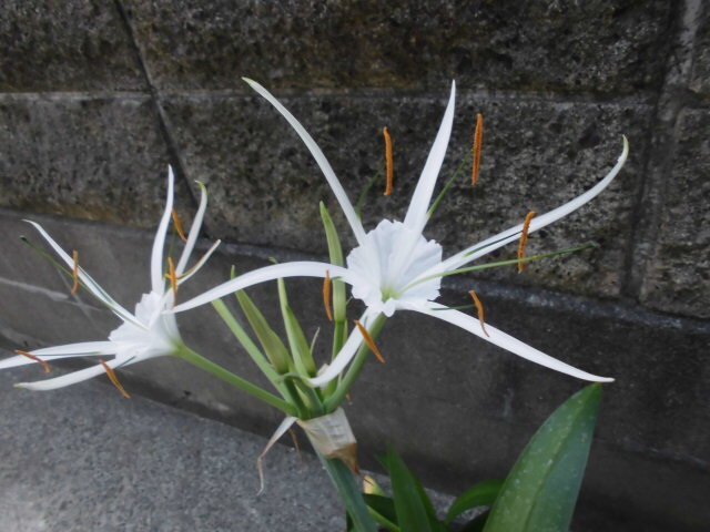 ユニークな白い花が咲きます【スパイダーリリー】球根、鉢植えでもよく育ちます。_画像6