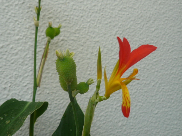 2色の可愛い花【ダンドク】花芽も付いて、カンナの原種のひとつ、、_花後に種ができます。