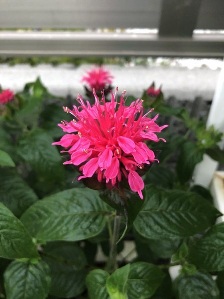 耐寒性抜群の夏に咲く花 観葉植物 モナルダ ピンク色（別名：ベルガモット） ポット 1苗(送料=240円程度)_画像1