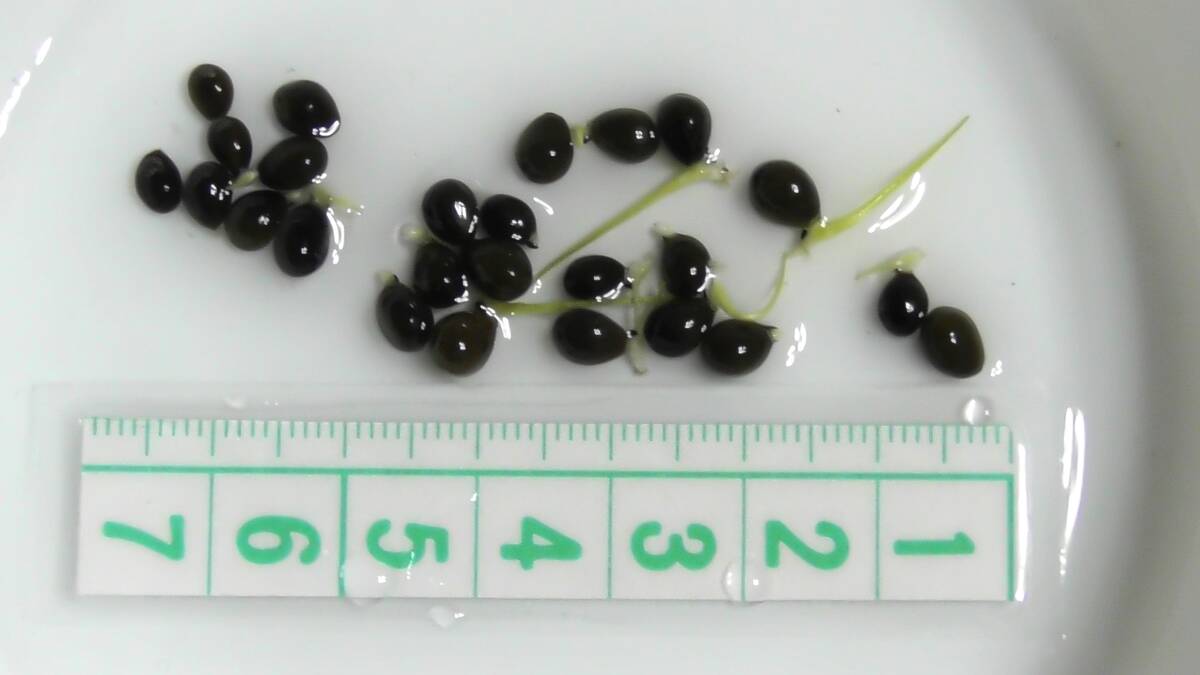 水生植物　コウホネ(一部発芽開始種子15粒・第四種郵便送料130円)_種の見本(15粒で1セット)