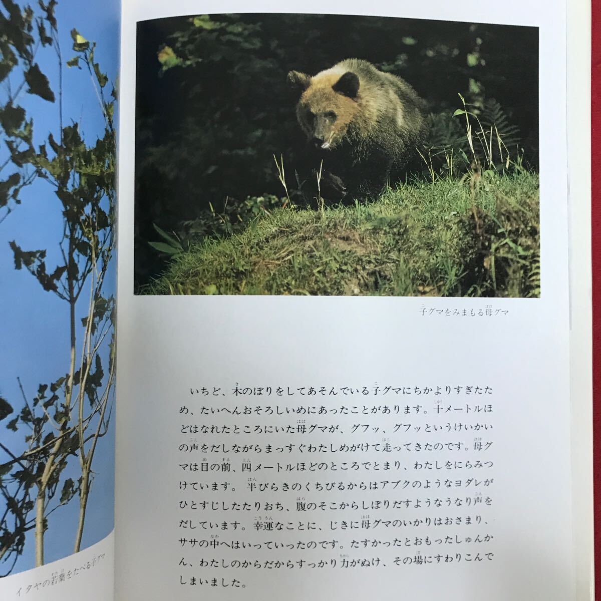 h-686 ※9 / 写真絵本 ヒグマの四季 著者:富士元寿彦 1981年10月25日第1刷 四季おりおりのヒグマの行動 熊 写真 寒さに強い_画像2