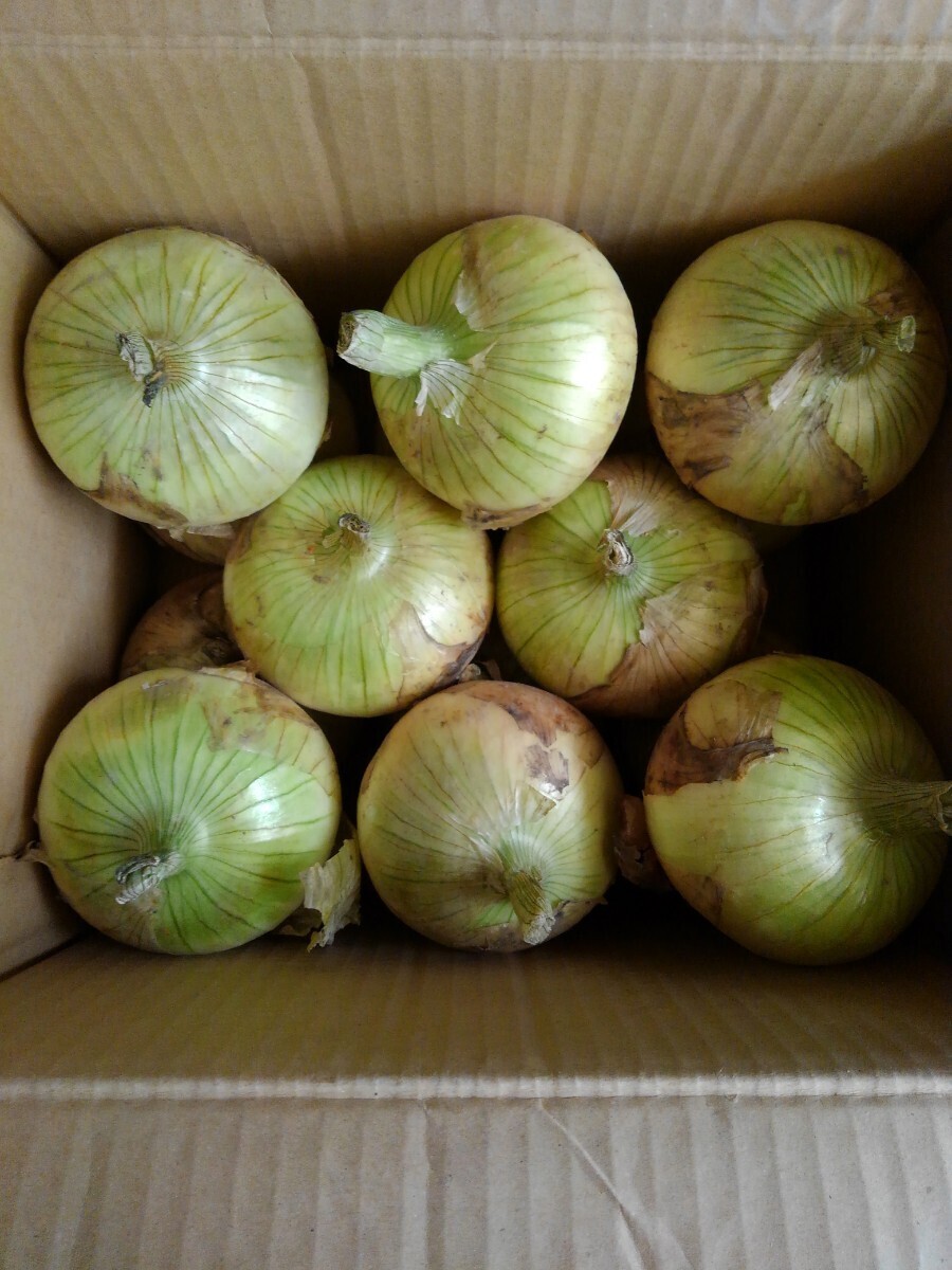 .. production ultimate . raw onion rec star { preeminence goods 5KG} high quality . affordable,. bargain. 