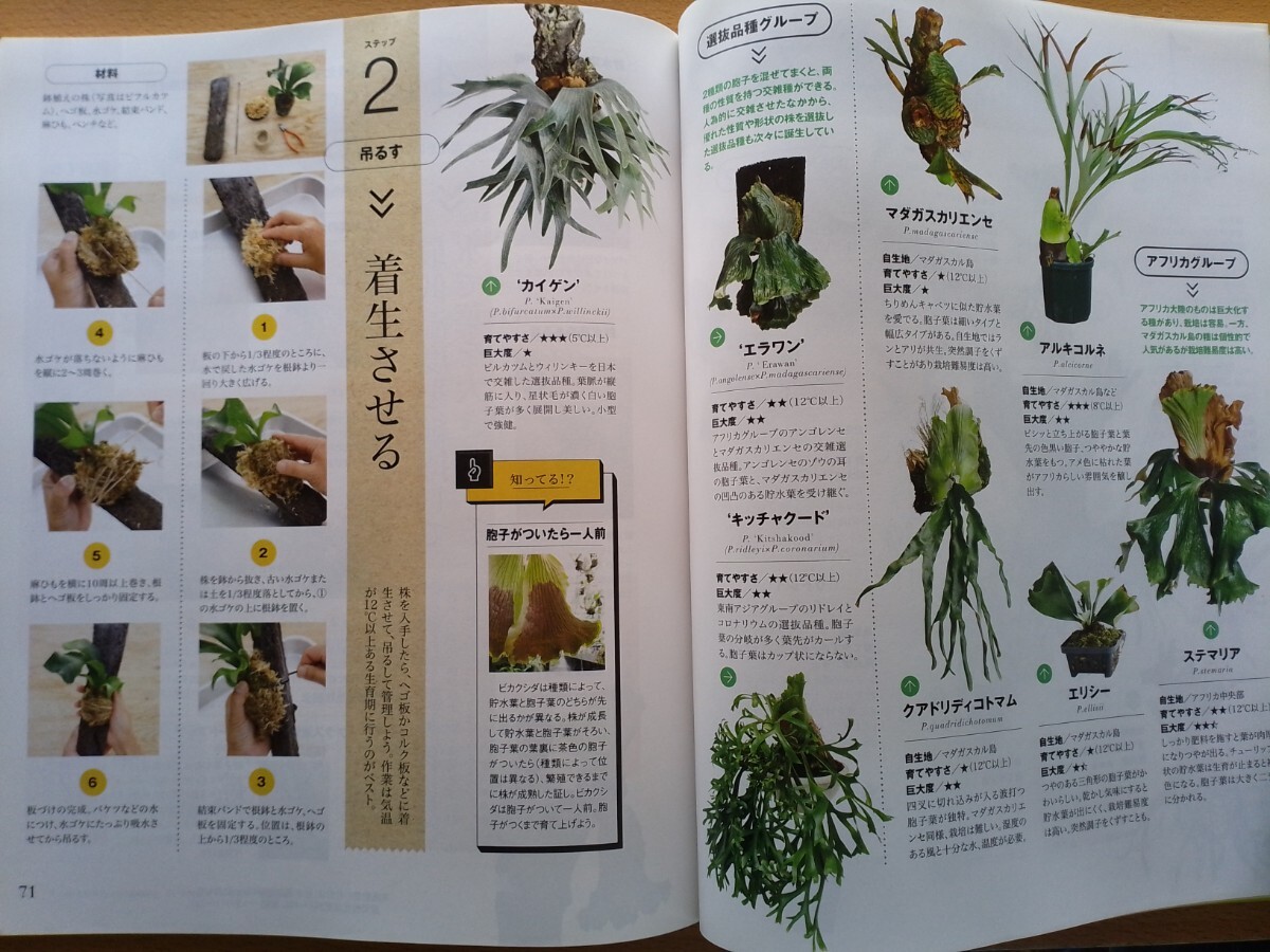  prompt decision hobby. gardening preservation version brome rear & staghorn fern. world wistaria river history male & Japanese cedar mountain ... explanation * Grand brome rear / tanker brome rear succulent plant 