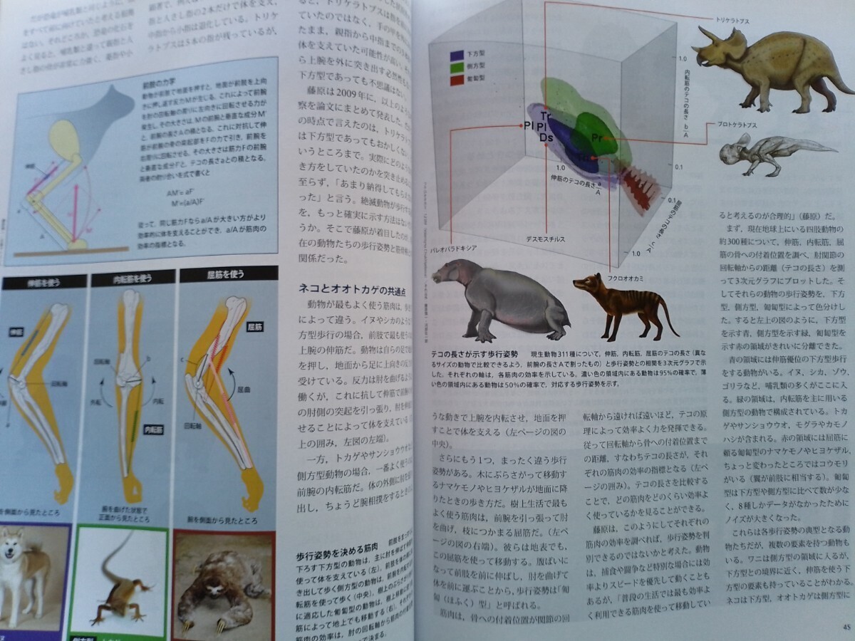 即決 Scientific American日本版 恐竜博 恐竜その姿と動き デイノケイルス/むかわ竜・ティラノサウルス・トリケラトプスの本当の歩き方_画像10