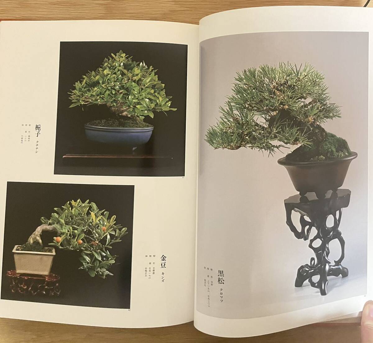 28900円 「絶版、美品」 日本盆栽水石名品大系 全12巻 日本盆栽 28900円 「絶版、美品」 日本盆栽水石名品大系 全12巻 日本盆栽