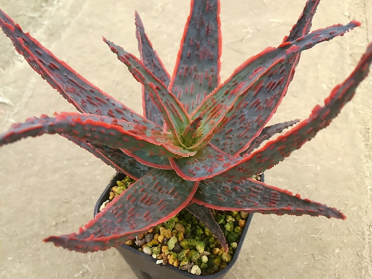  aloe hybrid selection . individual * increase . stock (\' gong kyula\'×\' Christmas Carol \')