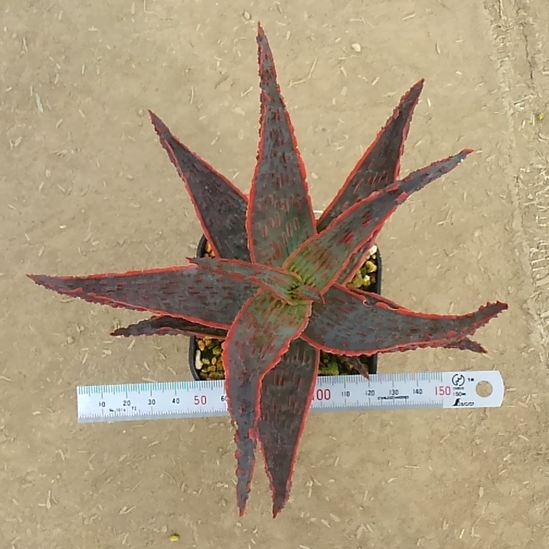  aloe hybrid selection . individual * increase . stock (\' gong kyula\'×\' Christmas Carol \')