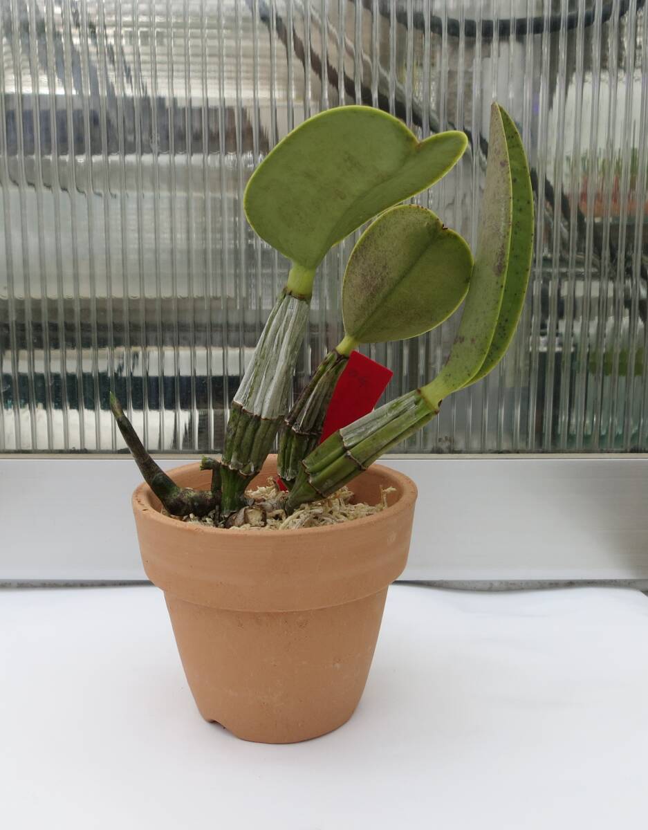 洋蘭原種 C.walkeriana tipo 'Luiz Castro' 分株_画像3