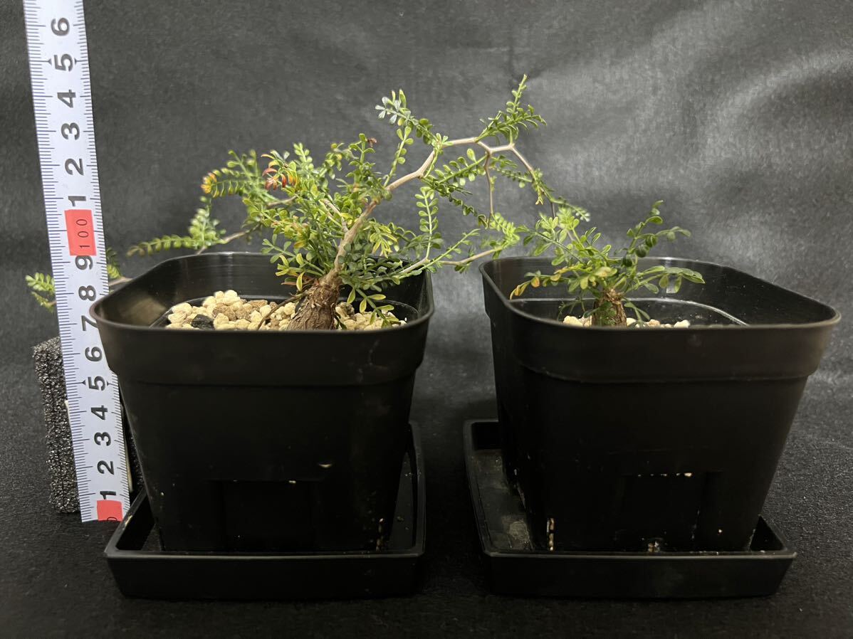オペルクリカリア パキプス 根挿し 根差し パワータンク 低木 盆栽 ２株セットの画像2