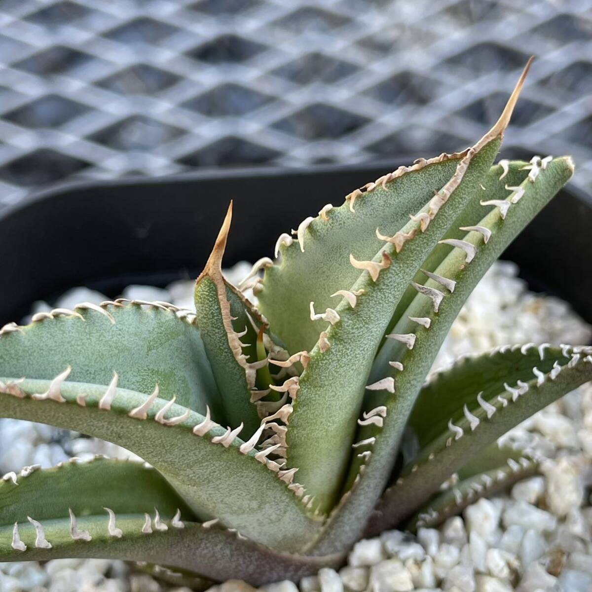 12 Agave oteroi seeding アガベ　オテロイ　実生_画像7