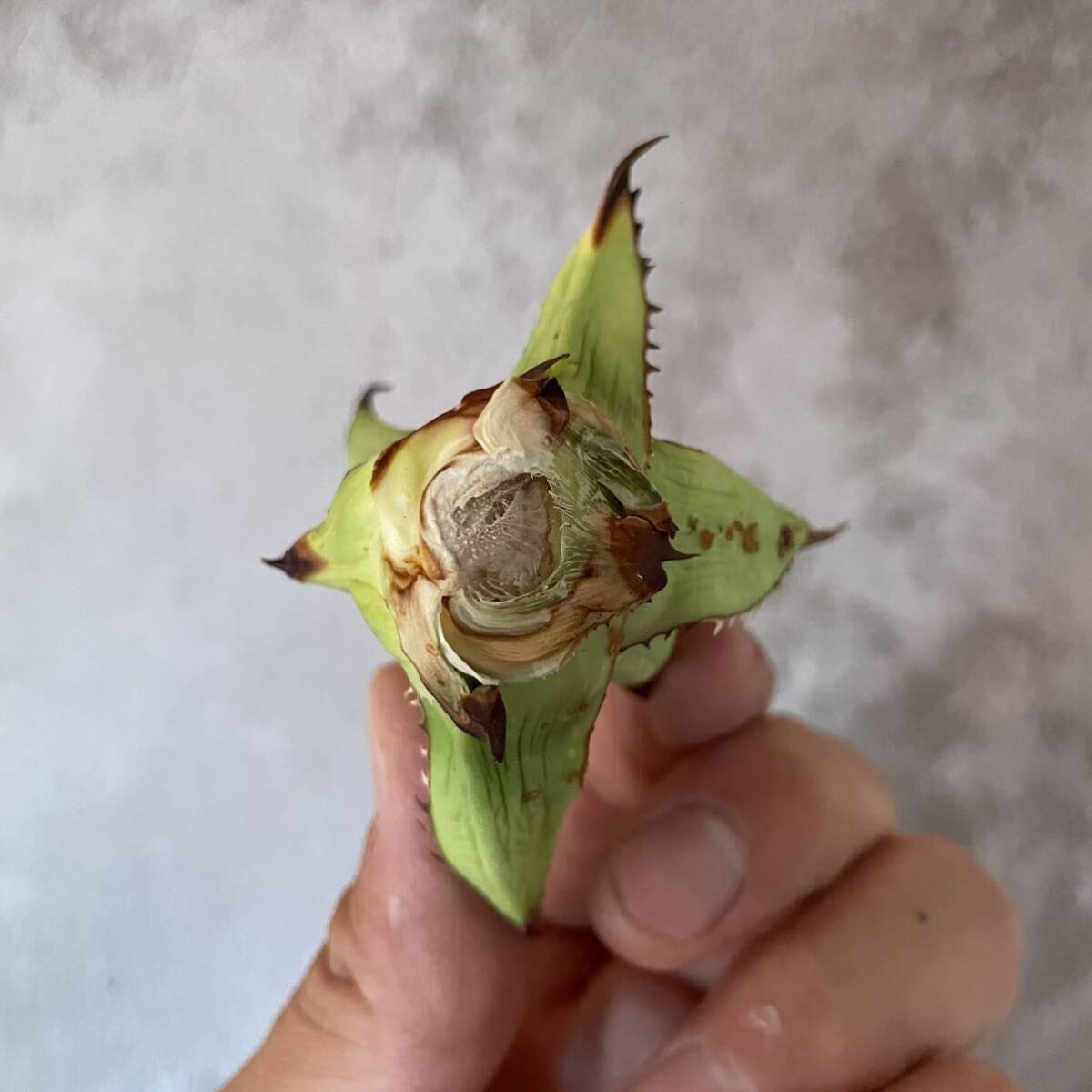 4 Agave Horrida アガベ　ホリダ_画像7