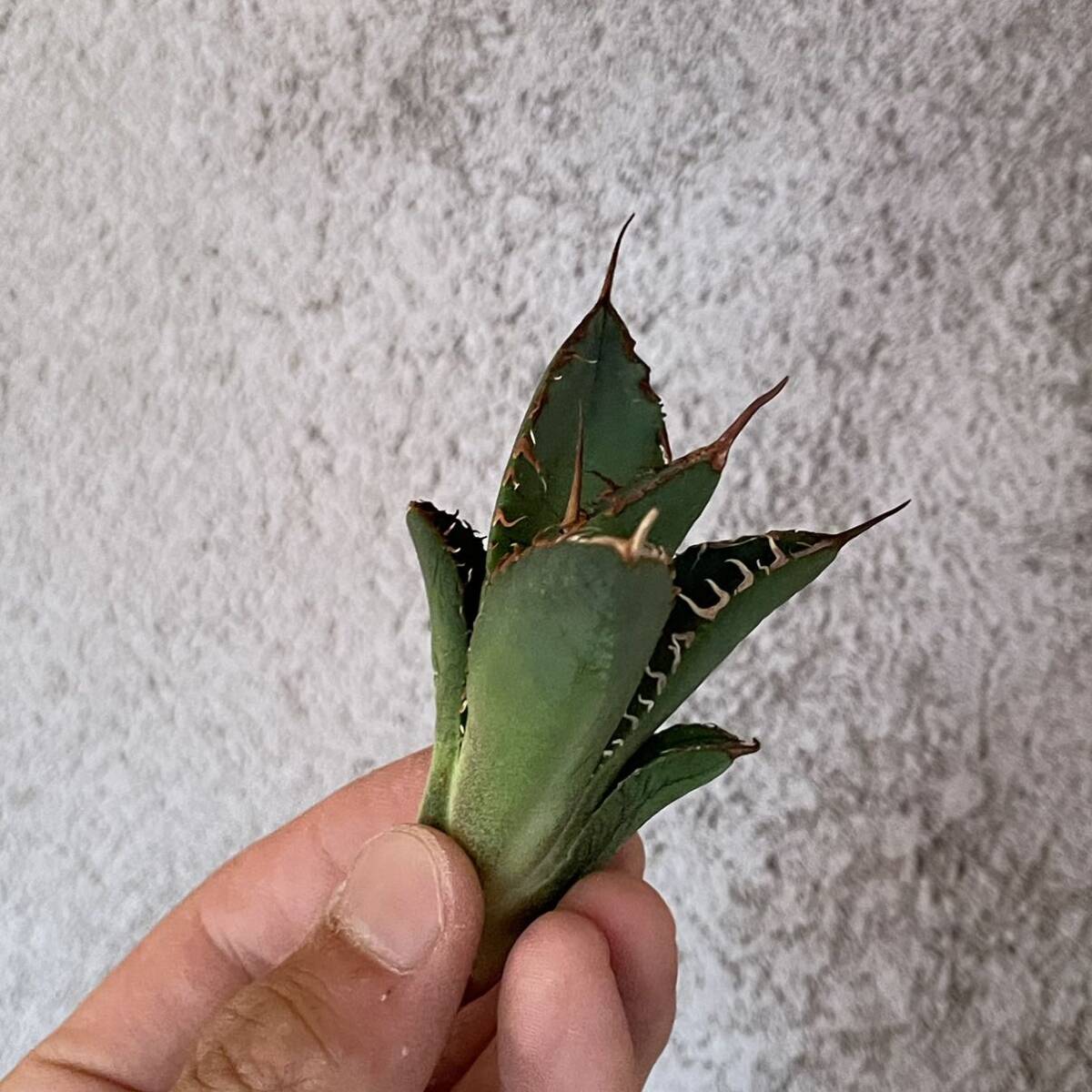 5 Agave titanota Torch アガベ　チタノタ　トーチ_画像2