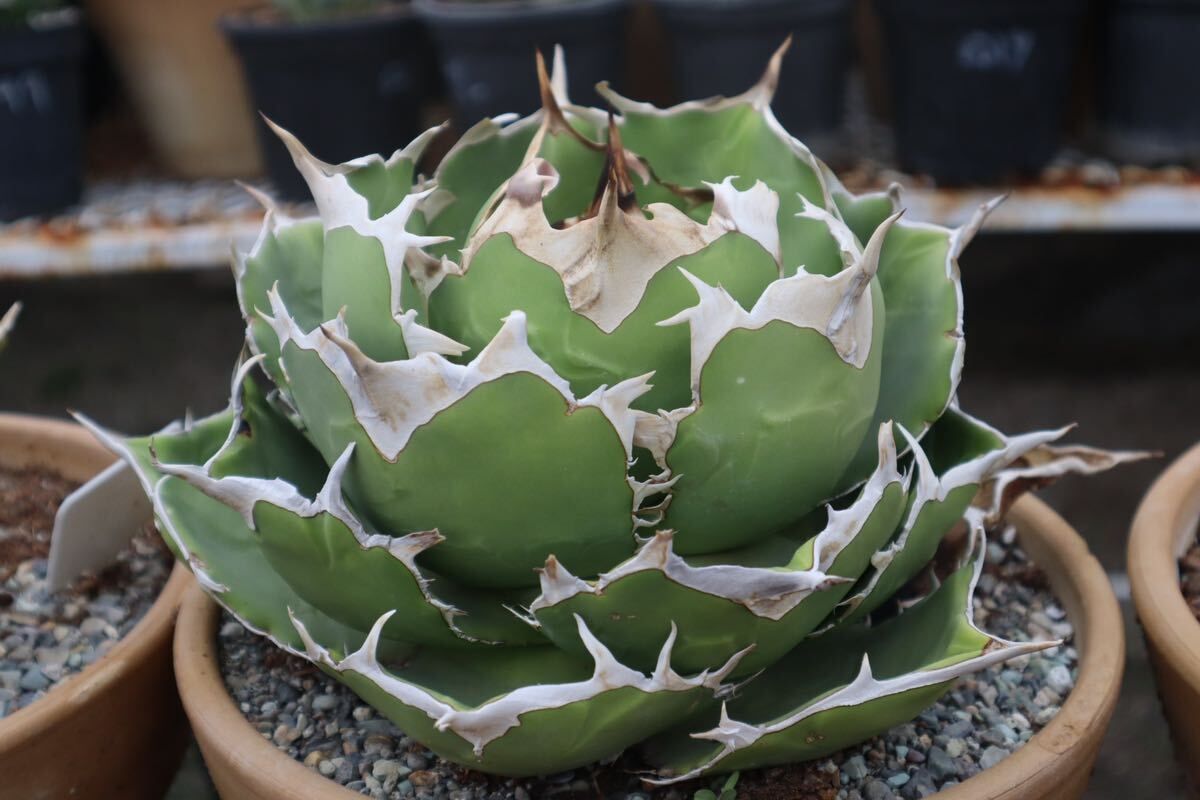 22 Agave titanota Angry heart agave chitanota Anne Gree Heart 