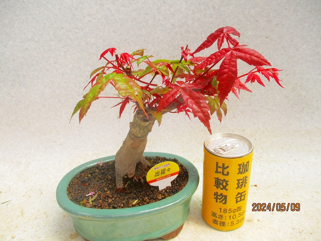 [.. shop green ..]...momiji(5366.. ellipse pot ) total height :21.* same packing is [ together transactions ] procedure strict observance * postage clear writing * explanation obligatory reading 