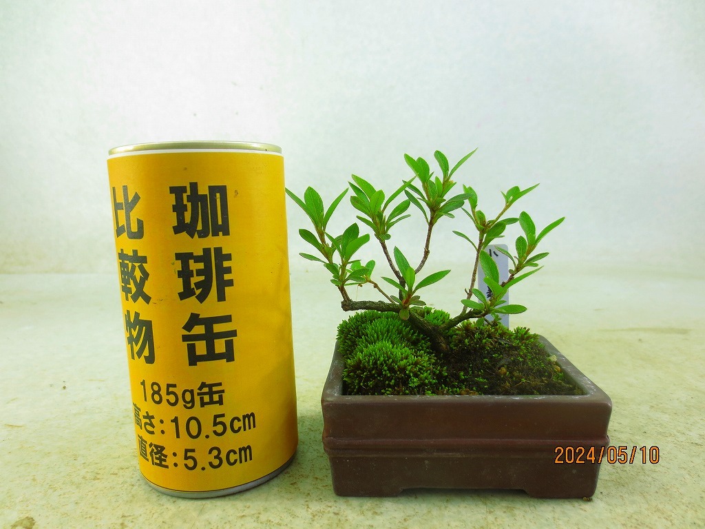 [讃岐屋緑兵衛]サツキ 小菊の舞 花芽なし(5446)全高：12㎝【小型送料】※同梱包は「まとめて取引」手続厳守※送料明記＊説明必読_画像1