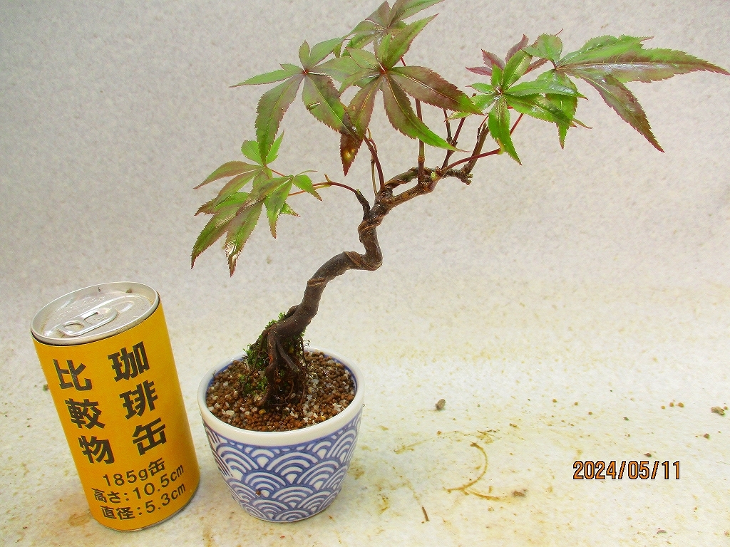 [.. shop green ..]momiji goods kind unknown (5544 pattern go in white . circle pot ) total height :24.* same packing is [ together transactions ] procedure strict observance * postage clear writing * explanation obligatory reading 